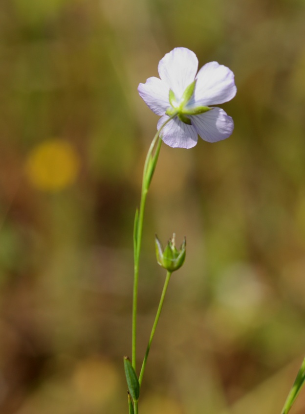 Linum bienne